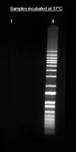 Helixyte™ iFluor® 555 Nucleic Acid Labeling Dye *Optimized for Labeling 2x100 ug DNA/RNA* - image 1