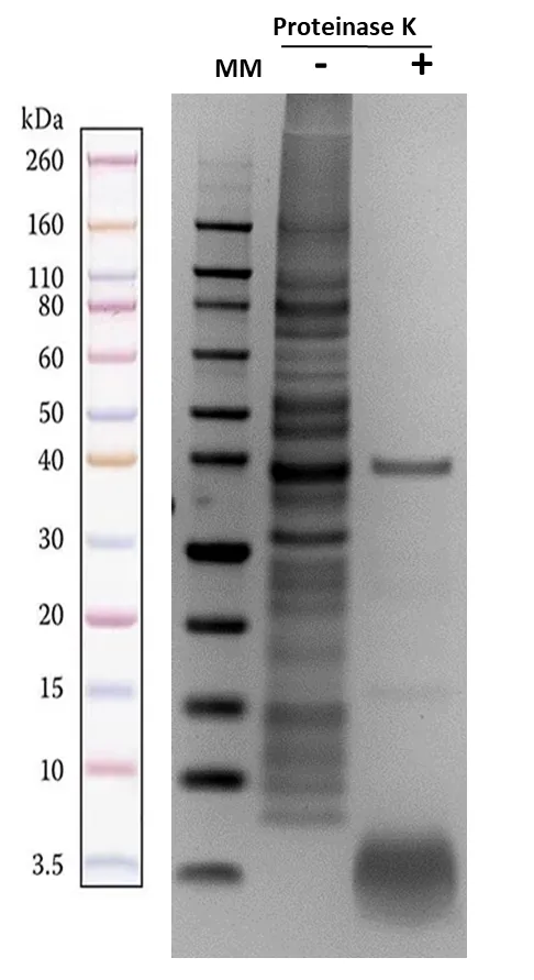 ReadiPrep™ Lipopolysaccharide (LPS) Isolation Kit - image 1