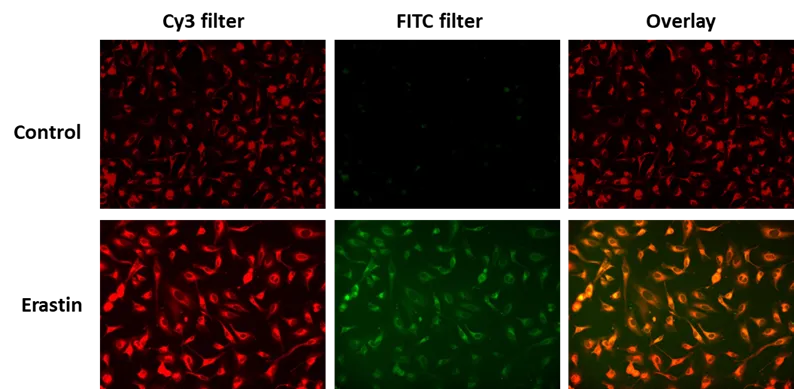 OxiVision™ Ratiometric Mitochondrial Lipid Peroxidation Sensor - image 1