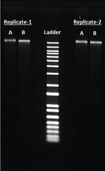 ReadiPrep™ DNA Extraction Kit - image 1