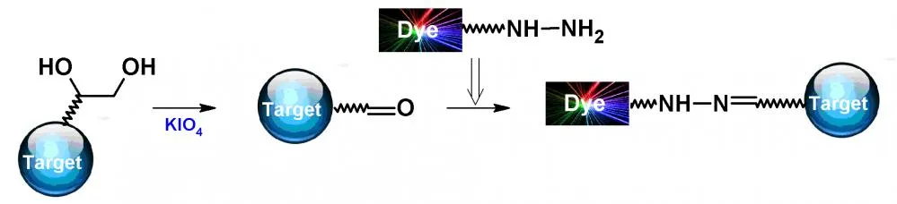 iFluor® 350 hydrazide - image 1