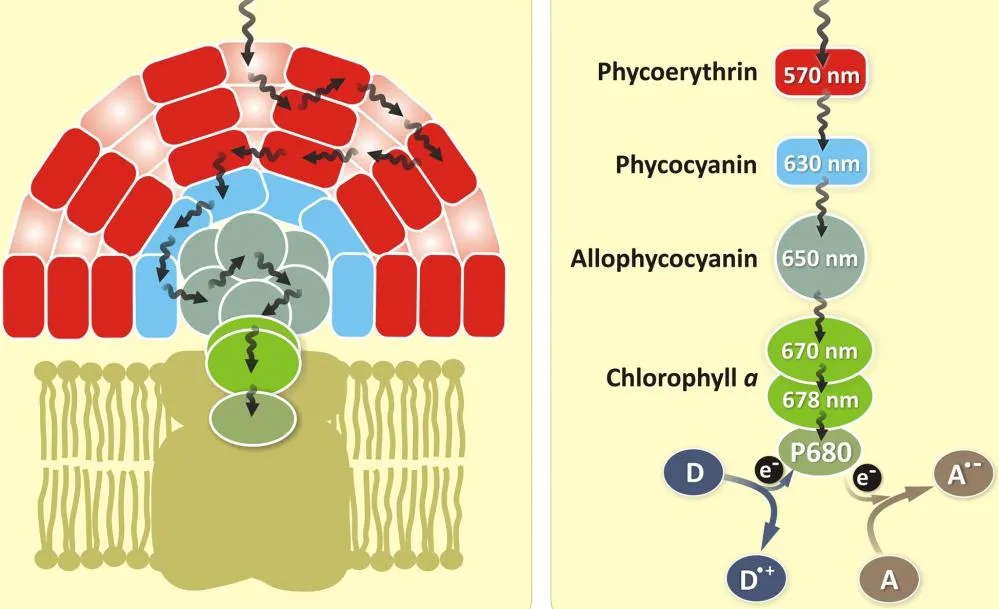 Phycoerythrin (PE) - image 1