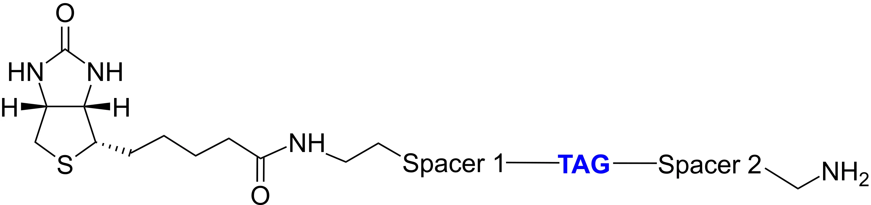 ReadiView™ biotin amine - image 1