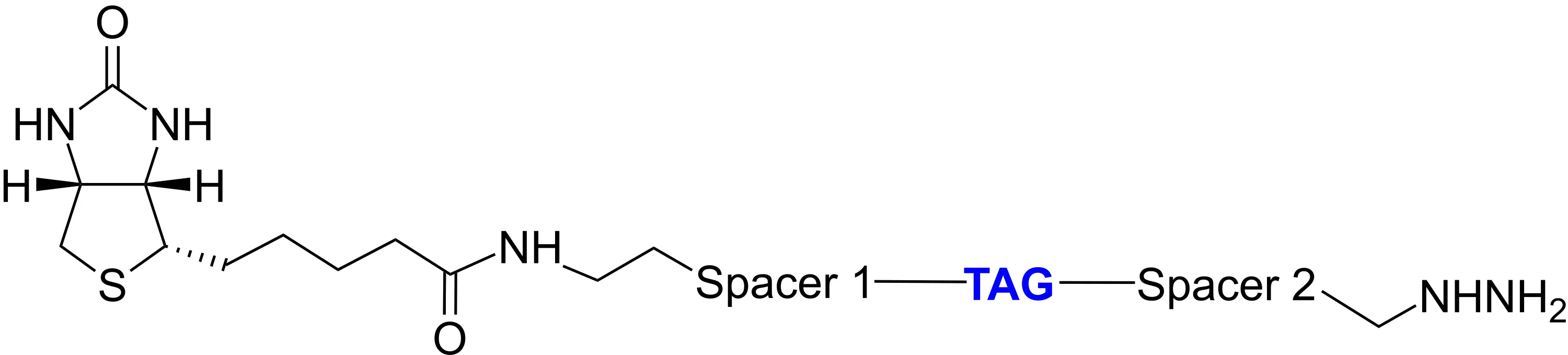 ReadiView™ biotin hydrazide - image 1