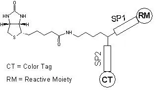 ReadiLink™ Protein Biotinylation Kit *Powered by ReadiView™ Biotin Visionization Technology* - image 1