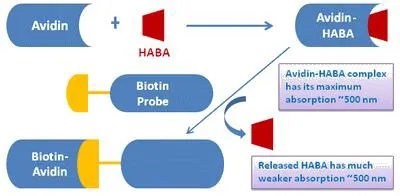 Amplite® Colorimetric Biotin Quantitation Kit - image 1