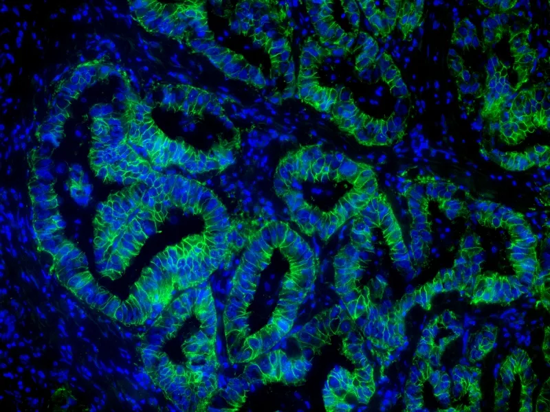 iFluor® 488 tyramide - image 2