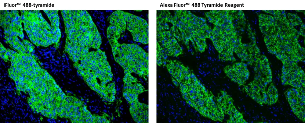iFluor® 488 tyramide - image 3