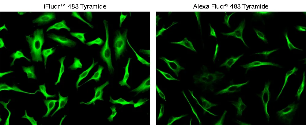 iFluor® 488 tyramide - image 4