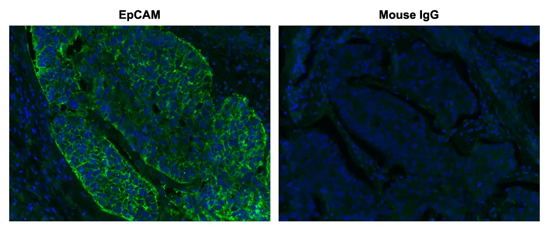 iFluor® 488 tyramide - image 1