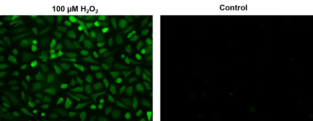 Cell Meter™ Intracellular Fluorimetric Hydrogen Peroxide Assay Kit *Green Fluorescence* - image 2