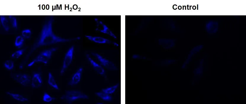 Cell Meter™ Intracellular Fluorimetric Hydrogen Peroxide Assay Kit *Blue Fluorescence* - image 1