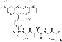 SRB-VAD-FMK [Sulforhodamine B-VAD-FMK] - image 1