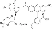 TAMRA-cGMP PDE V substrate *Red Fluorescence* - image 1