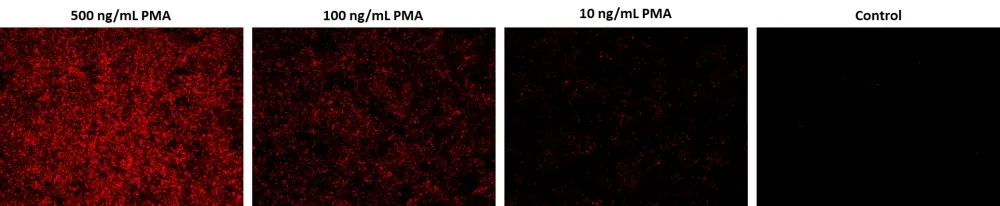 Cell Meter™ Mitochondrial Hydroxyl Radical Detection Kit *Red Fluorescence* - image 2