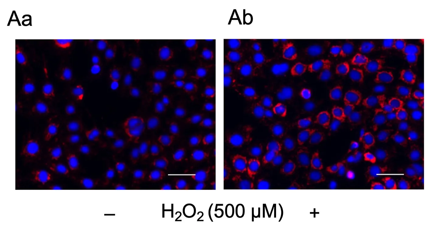 Cell Meter™ Mitochondrial Hydroxyl Radical Detection Kit *Red Fluorescence* - image 3