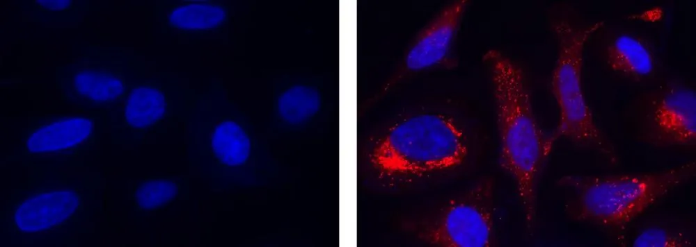 Cell Meter™ Mitochondrial Hydroxyl Radical Detection Kit *Red Fluorescence* - image 1