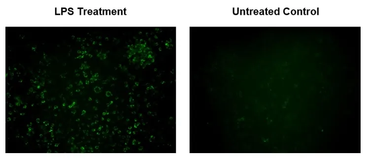 Cell Meter™ Fluorimetric Mitochondrial Superoxide Activity Assay Kit *Green Fluorescence* - image 2