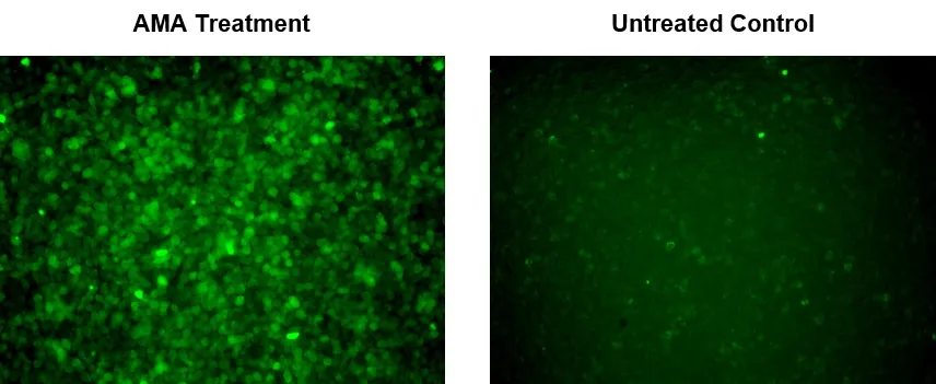 Cell Meter™ Fluorimetric Mitochondrial Superoxide Activity Assay Kit *Green Fluorescence* - image 1