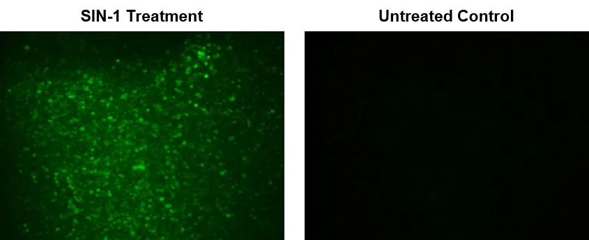 Cell Meter™ Fluorimetric Intracellular Peroxynitrite Assay Kit *Green Fluorescence* - image 2