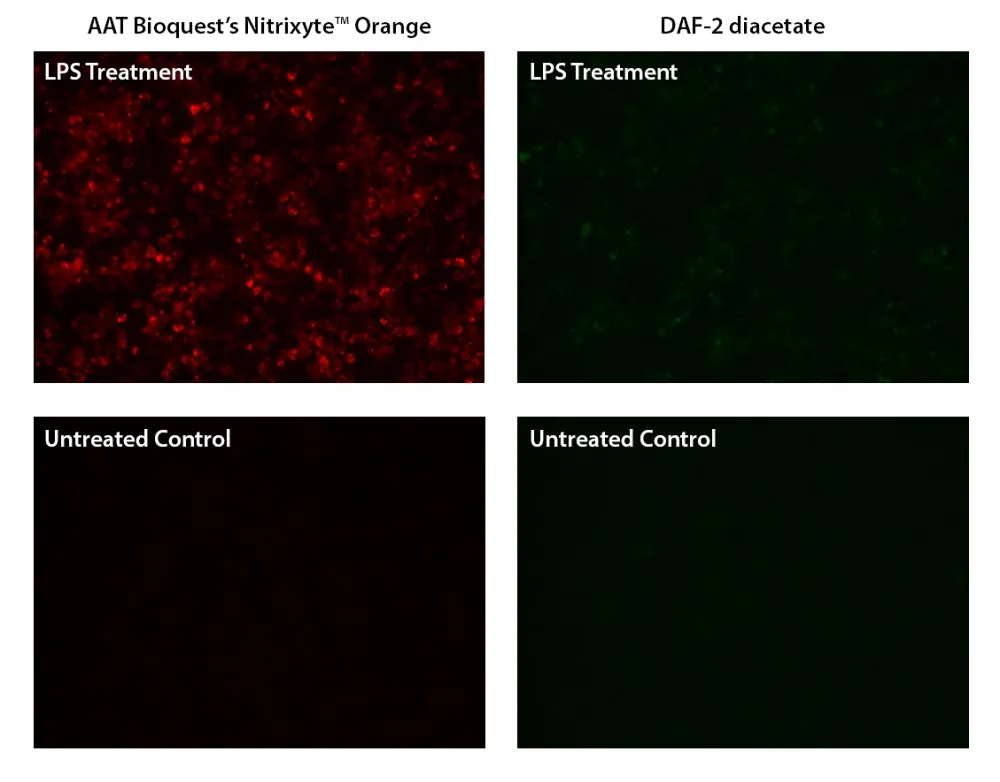 Cell Meter™ Fluorimetric Intracellular Nitric Oxide (NO) Activity Assay Kit *Orange Fluorescence Optimized for Microplate Reader* - image 3