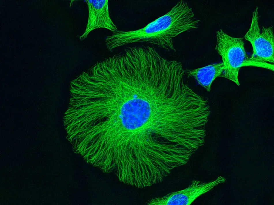 iFluor® 488 goat anti-mouse IgG (H+L) - image 2