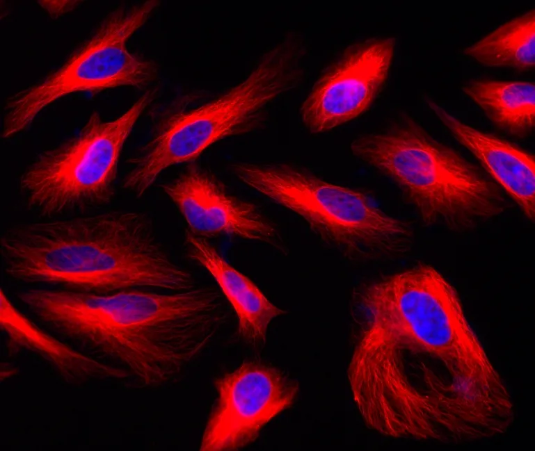iFluor® 633 goat anti-mouse IgG (H+L) *Cross Adsorbed* - image 1