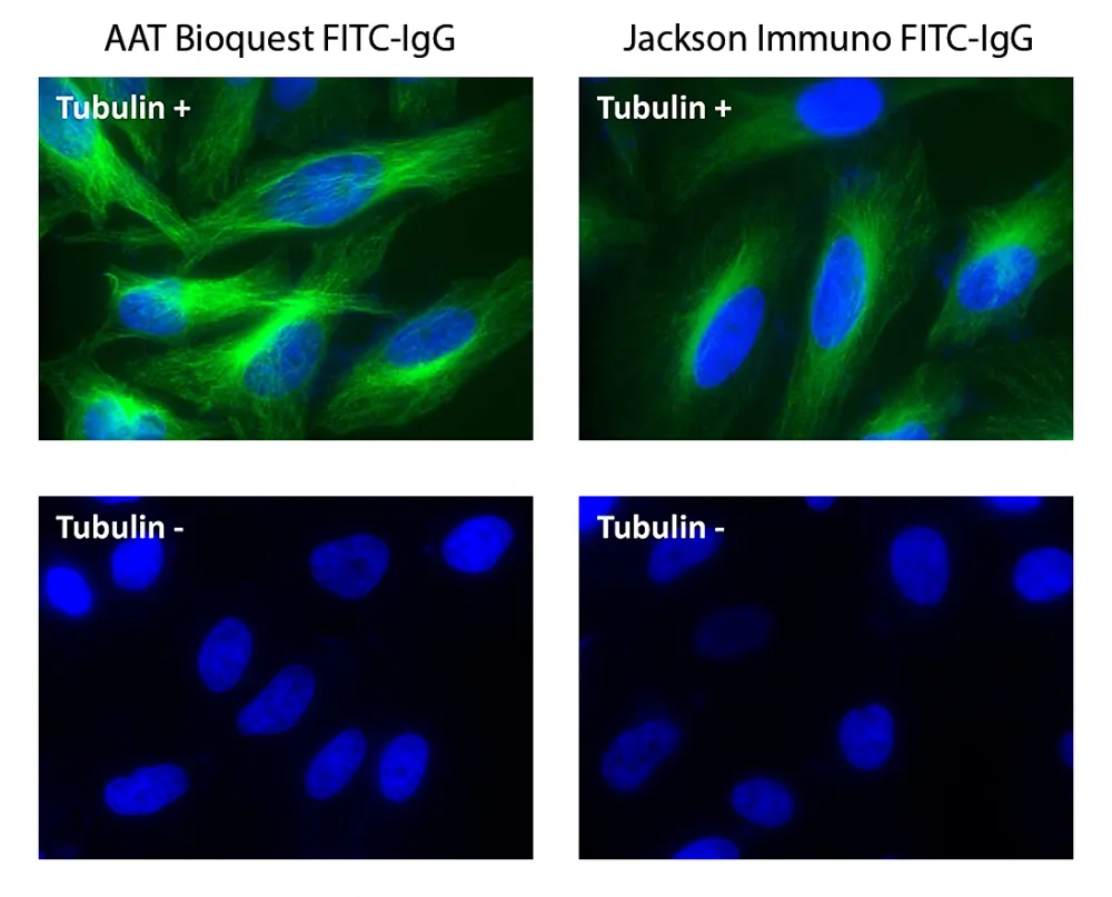 FITC goat anti-mouse IgG (H+L) *Cross Adsorbed* - image 1