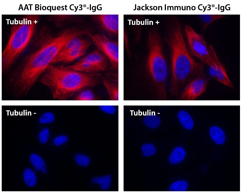 Cy3® goat anti-mouse IgG (H+L) *Cross Adsorbed* - image 1