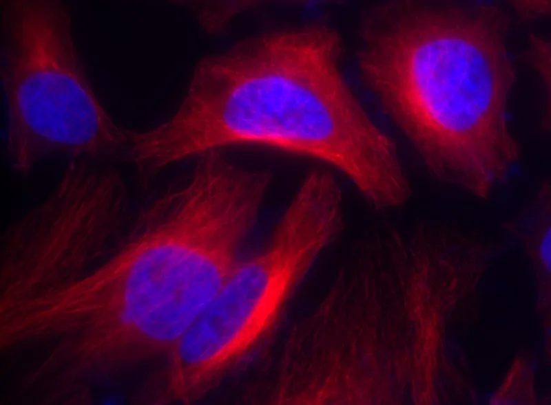 Cy5® goat anti-rabbit IgG (H+L) - image 1