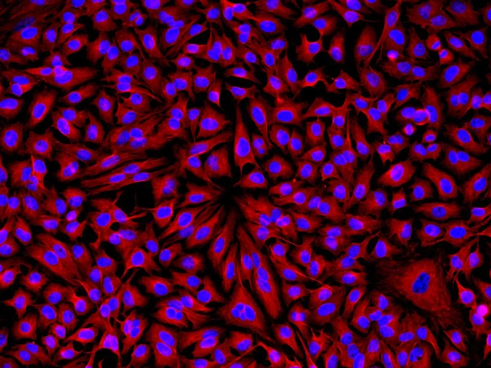 Cy3® goat anti-rabbit IgG (H+L) *Cross Adsorbed* - image 1
