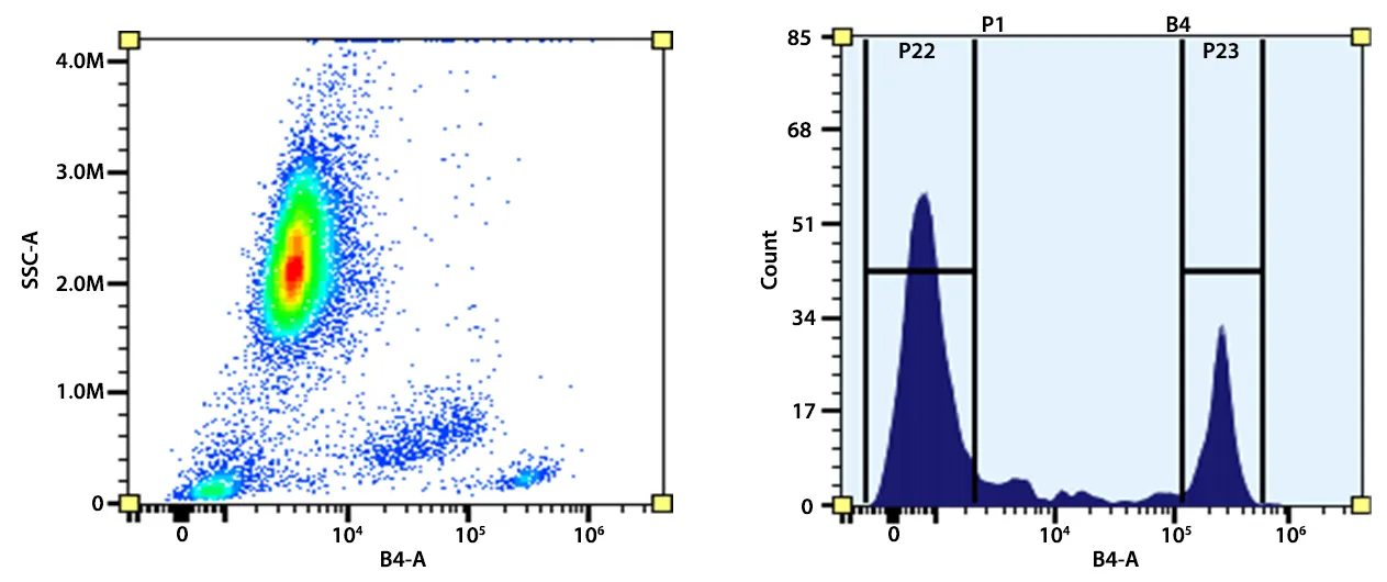 RPE-streptavidin conjugate - image 1