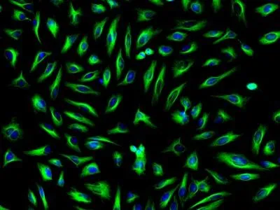 FITC-streptavidin conjugate - image 1