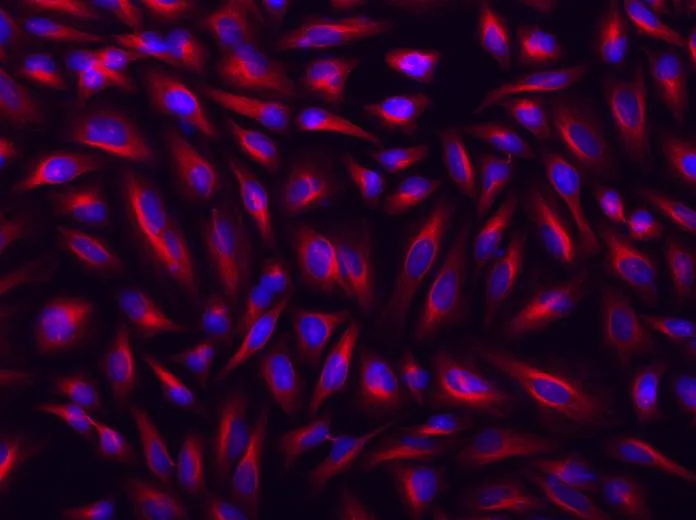 Cy5®-streptavidin conjugate - image 1