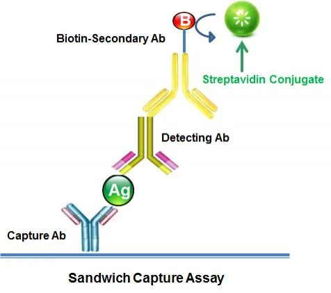 AP-streptavidin conjugate [Streptavidin-alkaline phosphatase conjugate] - image 1