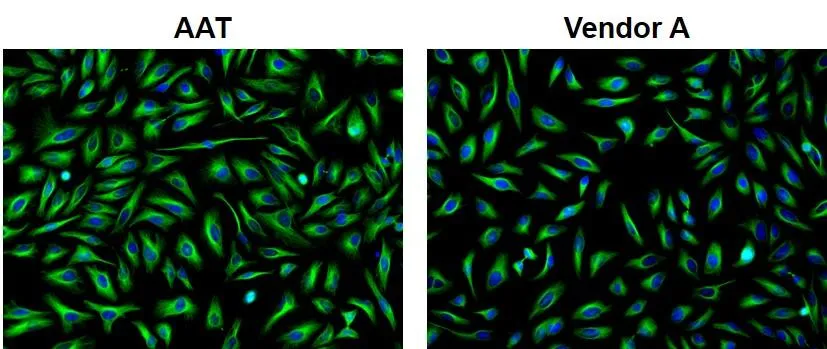 iFluor® 488-streptavidin conjugate - image 1
