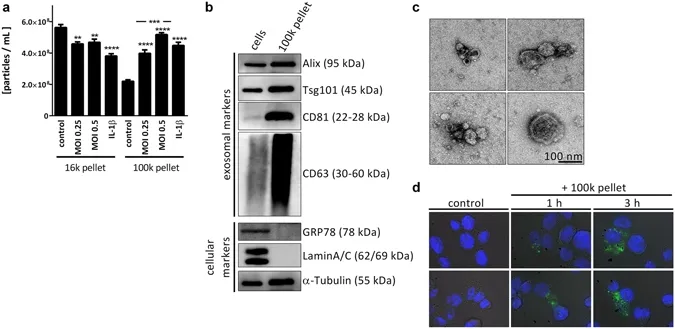 DAPI [4,6-Diamidino-2-phenylindole, dihydrochloride] *10 mM solution in water* - image 2