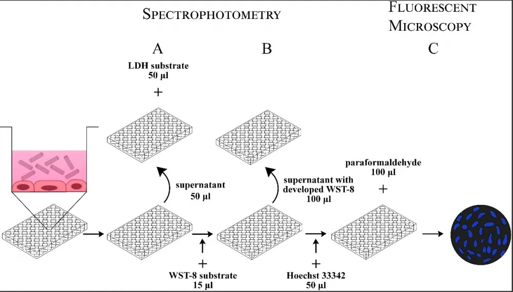Hoechst 33342 *Ultrapure Grade* - image 2