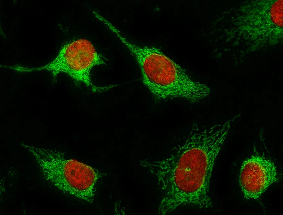 Nuclear Red™ LCS1 *5 mM DMSO Solution* - image 1