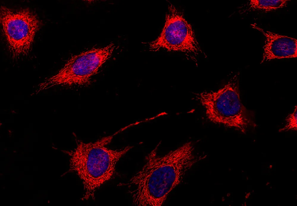 Nuclear Violet™ LCS1 *5 mM DMSO Solution* - image 1
