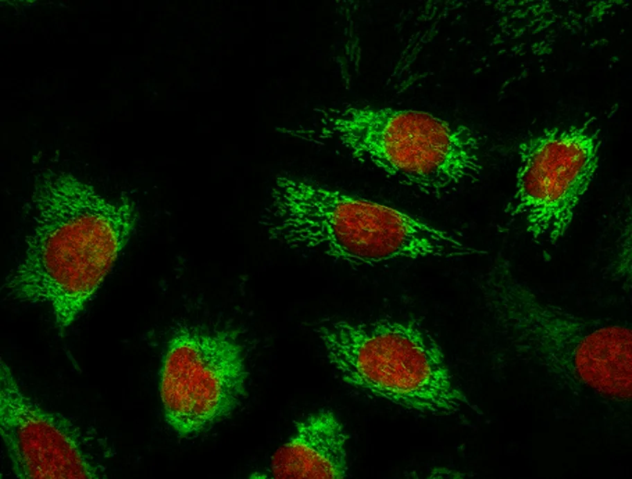 Nuclear Red™ LCS2 *5 mM DMSO Solution* - image 1