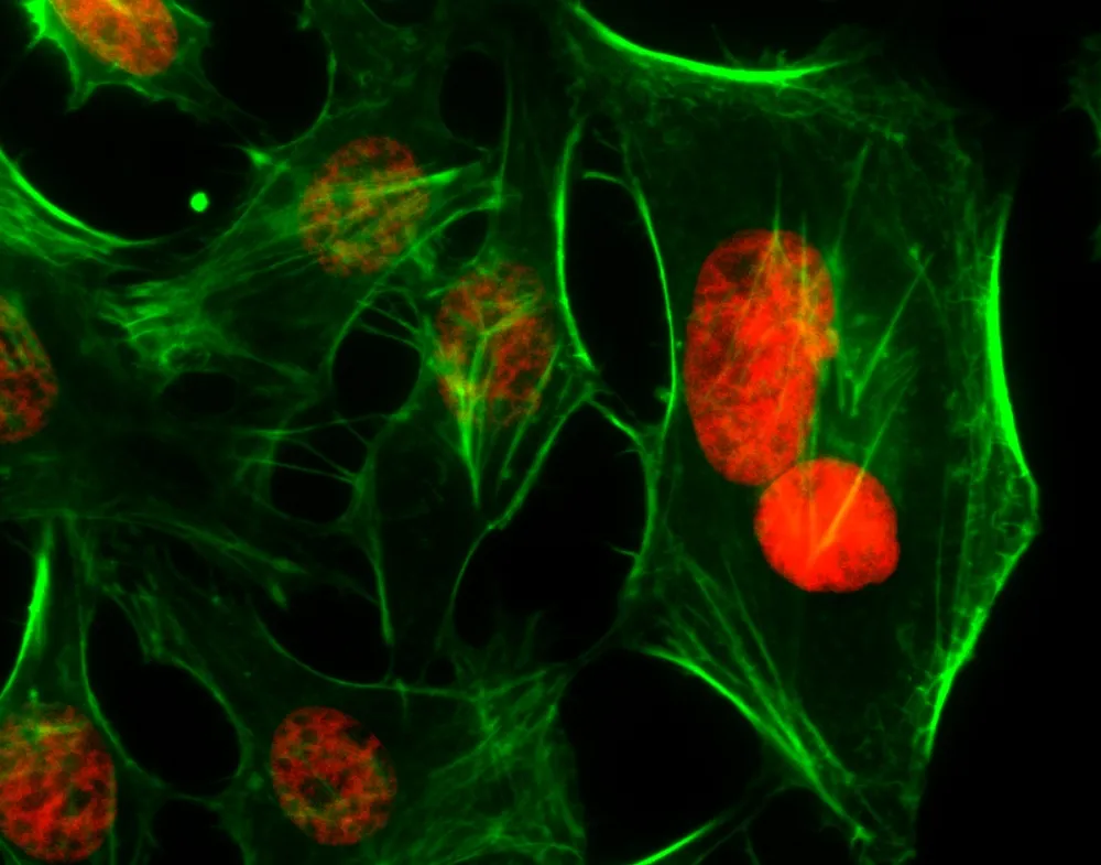 Nuclear Red™ DCS1 *5 mM DMSO Solution* - image 1