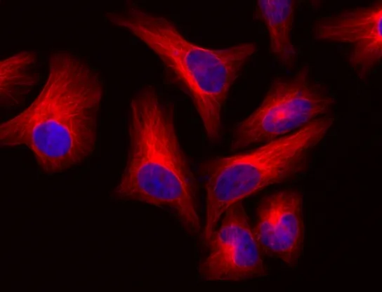 FluoroQuest™ Mounting Medium with DAPI - image 2