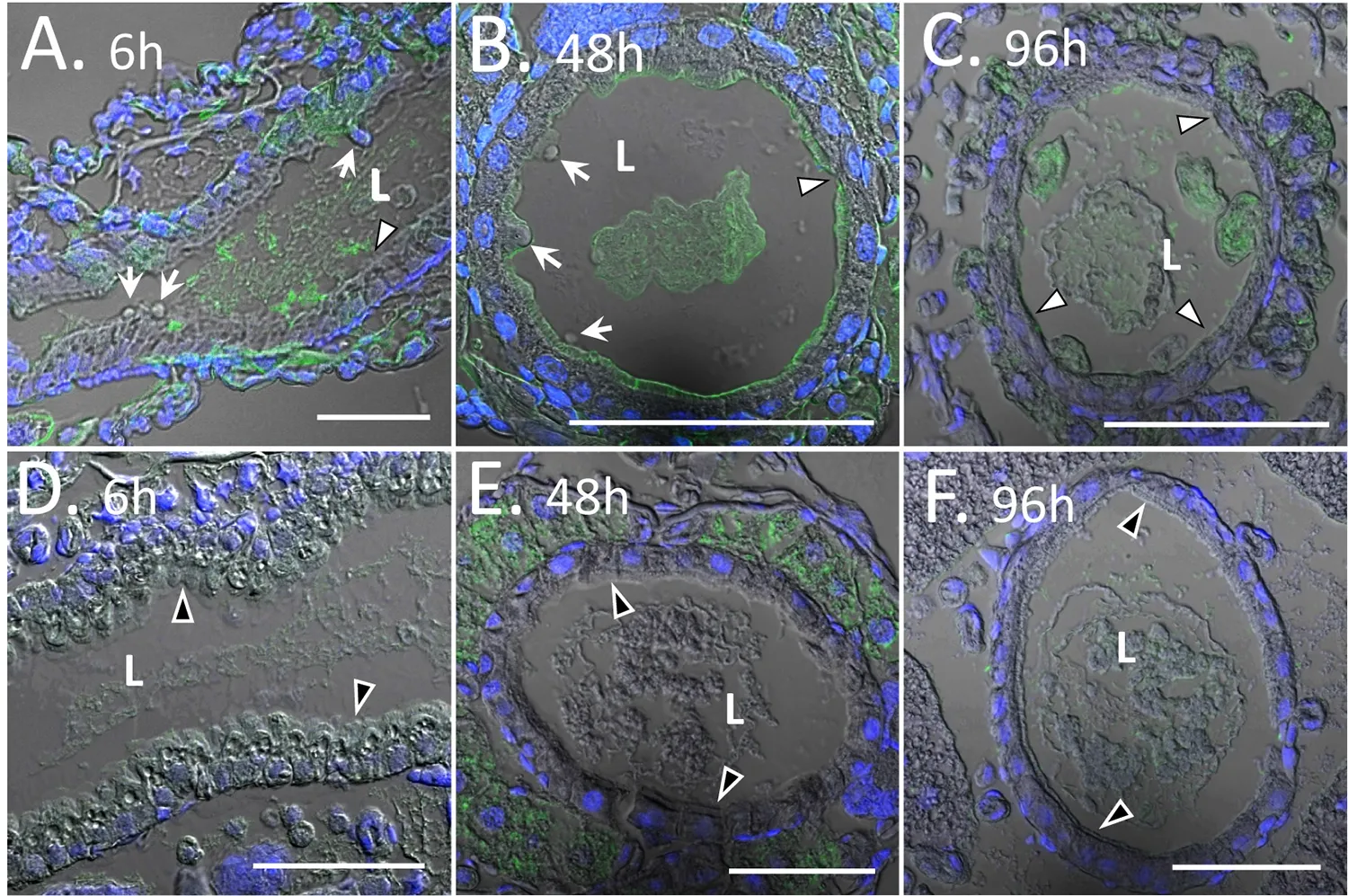 FluoroQuest™ Mounting Medium with DAPI - image 3