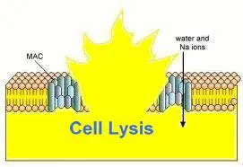 ReadiUse™ mammalian cell lysis buffer *5X* - image 2