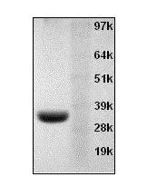 Annexin V, Recombinant - image 1