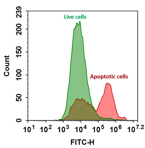 Annexin V, FITC Labeled - image 1