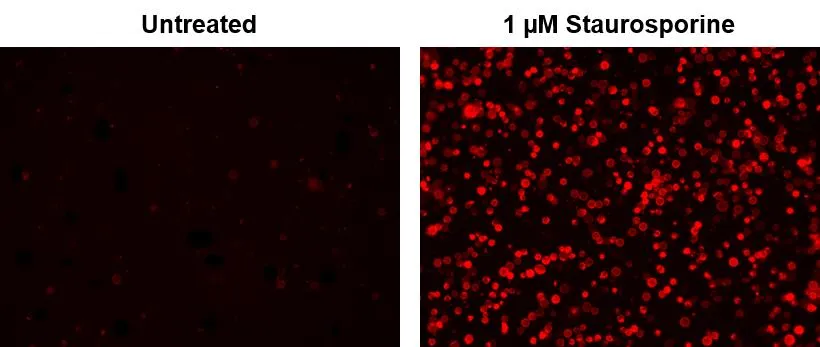 Annexin V, TRITC Labeled - image 1
