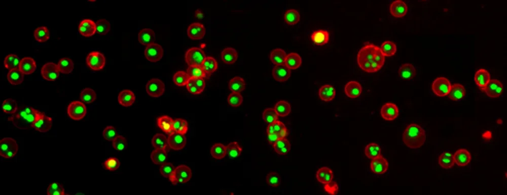 Annexin V-iFluor�� 555 conjugate - image 2