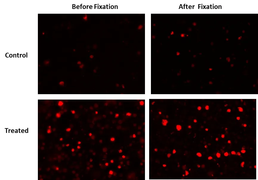 Cell Meter™ Live Cell Caspase 3/7 Binding Assay Kit *Red Fluorescence* - image 3